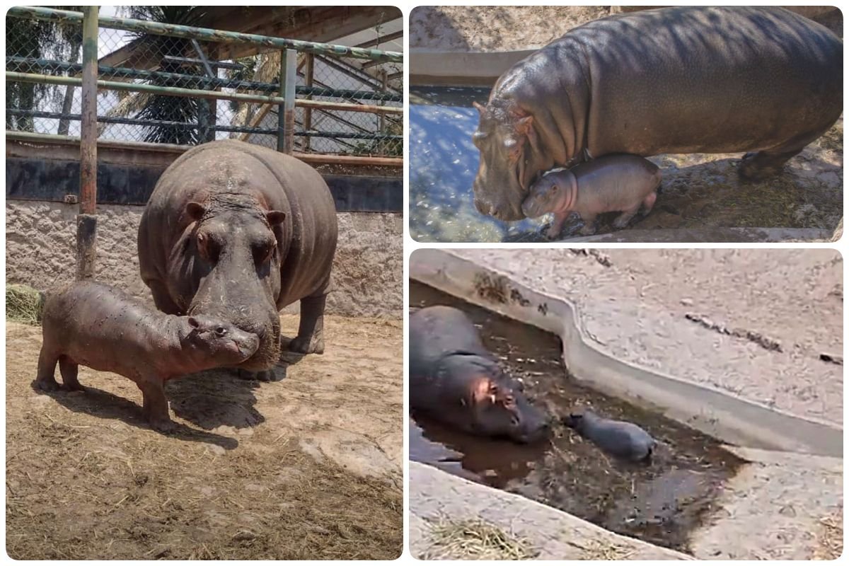 En este momento estás viendo ¡Nueva vida en Tuzoofari! Nace cría de hipopótamo en el zoológico de Hidalgo